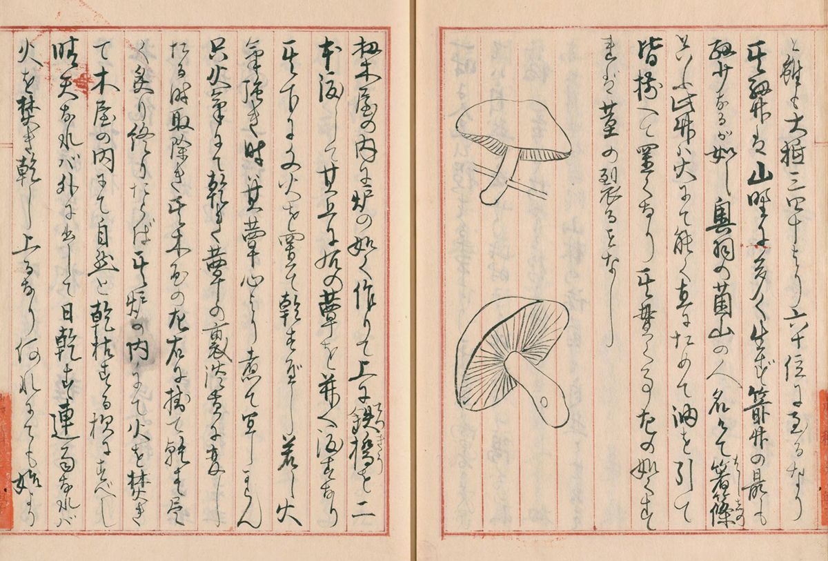 日本のきのこを変えた「瓶で育てる」技術革新 きのこ栽培の昔と今（前