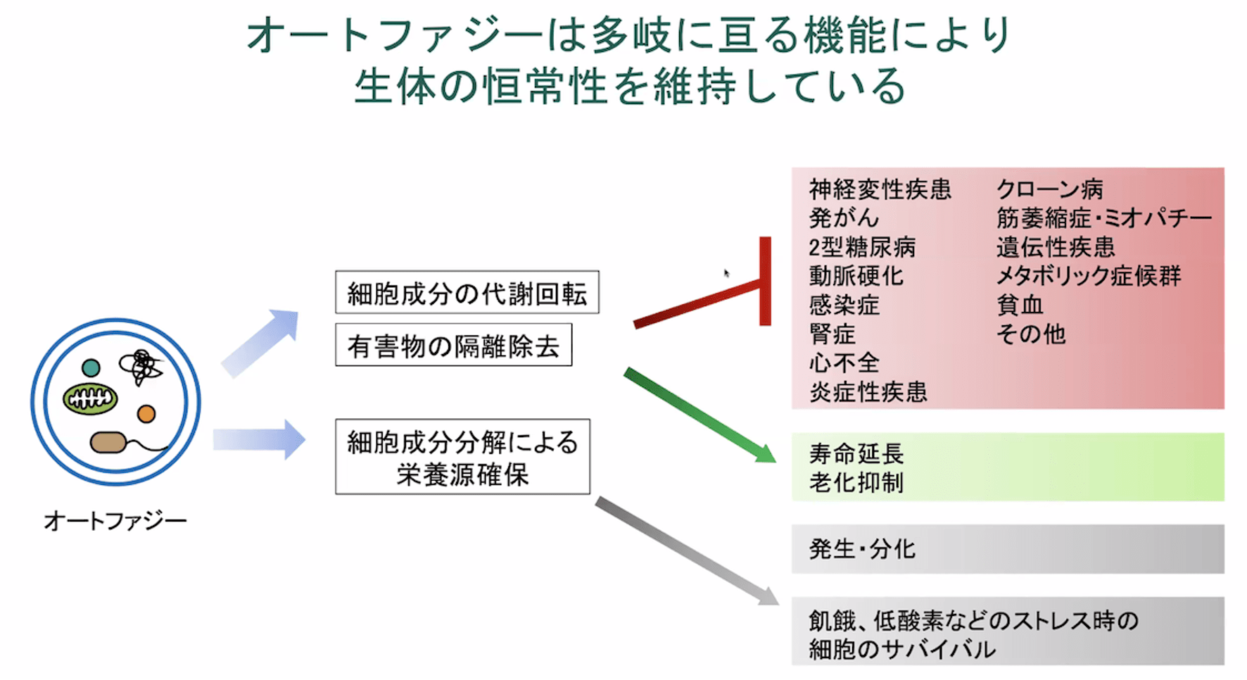 オートファジー活性化で寿命を延ばす！専門研究所が誕生、細胞内