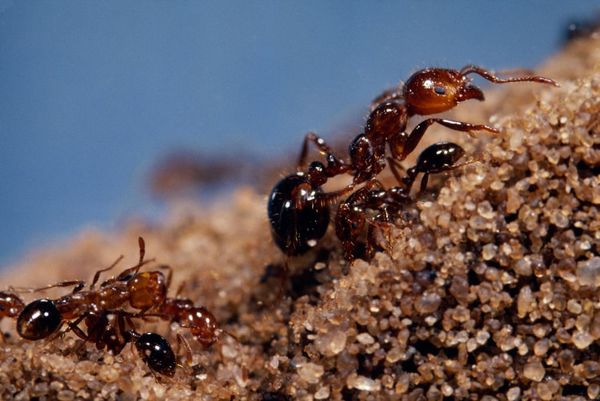 ヒアリの侵入で日本の生態系はどうなる 外来生物の見過ごされている問題 1 4 Jbpress ジェイビープレス