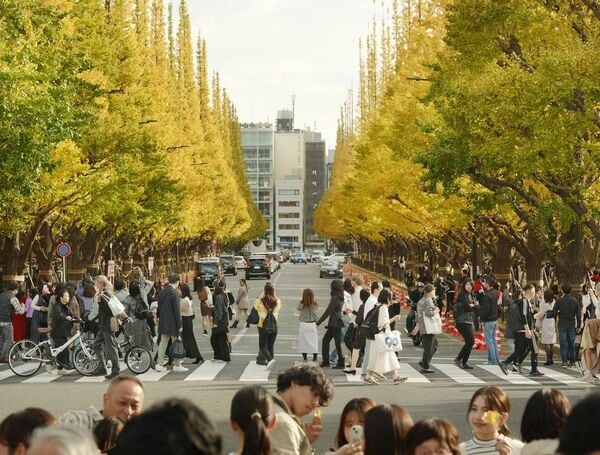 黄色く色づいたイチョウ並木を見るため多くの人でにぎわう東京・明治神宮外苑＝2023年11月23日（写真：共同通信社）