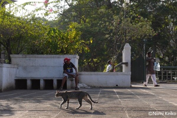 インド洋の島国スリランカで見つけたよちよち子猫 猫の名前は プーサ でもこっちの猫も プーサ 3 5 Jbpress Japan Business Press