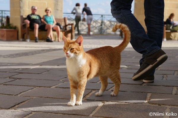 マルタの街中は赤トラ猫とマリア像がいっぱい 猫村 で猫の面倒を見るリタイアした漁師さんたち 1 5 Jbpress ジェイビープレス