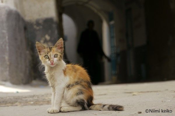 扉の奥で何かがキラリ 暗闇に浮かび上がる黒猫の姿 美しい 白と青の町 に暮らすチュニジアの猫たち 1 5 Jbpress Japan Business Press