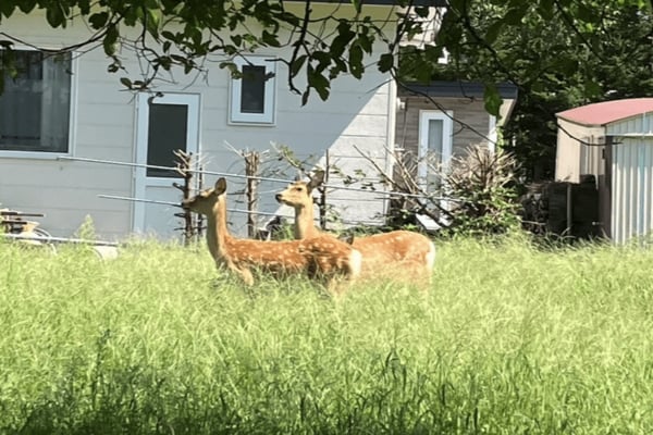 住宅地に現れるシカ