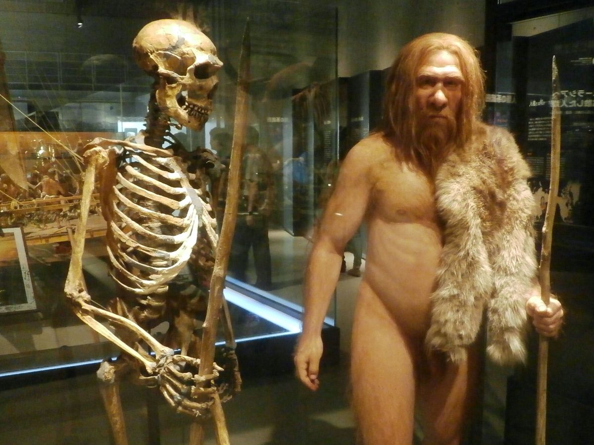 6万年前に人類が手に入れた脅異の能力とは ネアンデルタール人との決定的な 遺伝的違い が明らかに 1 5 Jbpress ジェイビープレス
