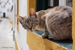 ギリシャで優雅に行き倒れている愛らしい猫たち 猫も人も レイジー なエーゲ海のドデカネス諸島 1 5 Jbpress ジェイビープレス