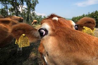 森林ノ牧場　那須／前田せいめい撮影