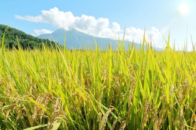 「日本で食糧危機は起きない」ための条件「非農業部門の元気」が静かに崩壊中 食料・エネルギー・肥料が高騰、日本の「稼ぐ力」が弱まれば輸入ままなら