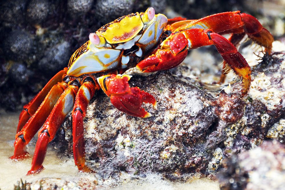 殻の脱皮で巨大化へ 生存競争に勝ったエビとカニ 食の安全 Jbpress