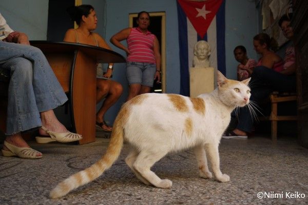 猫の実がなっている！？キューバの公園で二度見日本語を聞き取ろうと耳を立て真剣な表情になる猫 - 豊かに生きる
