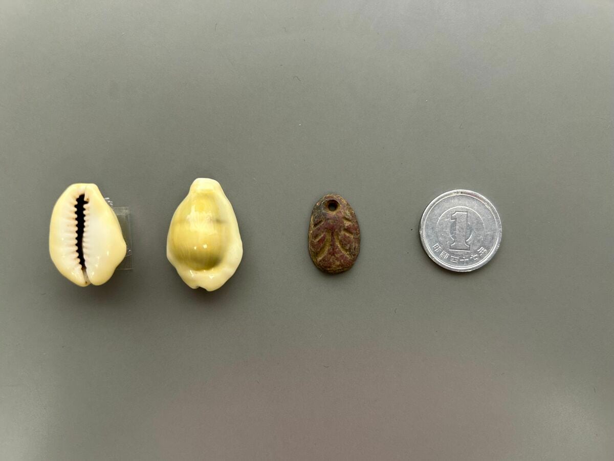 なぜ縄文人はタカラガイを珍重したのか？貝貨として用いた殷王朝よりも