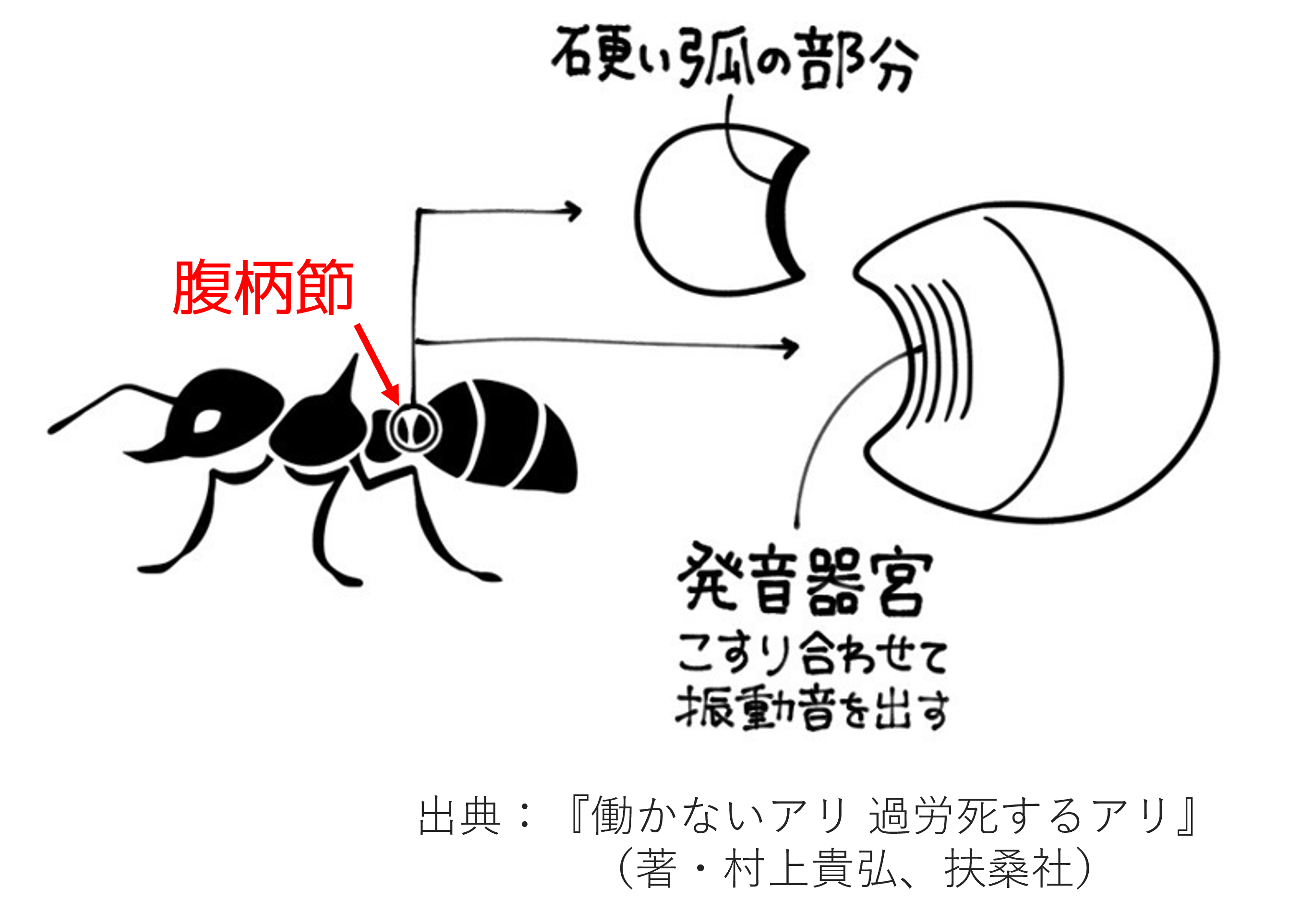 はたらきアリ→プロフ読んでください アリさんは意外とおしゃべり？アリのコミュニケーション研究でわかった