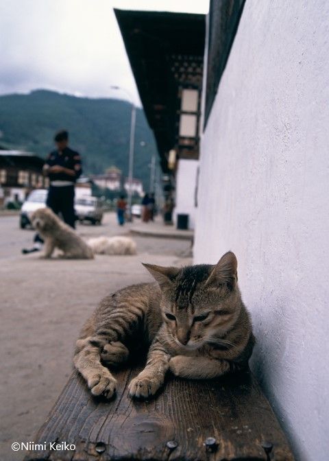 少女がオシャレなクラッチバッグを持ってる…と思ったら猫だった