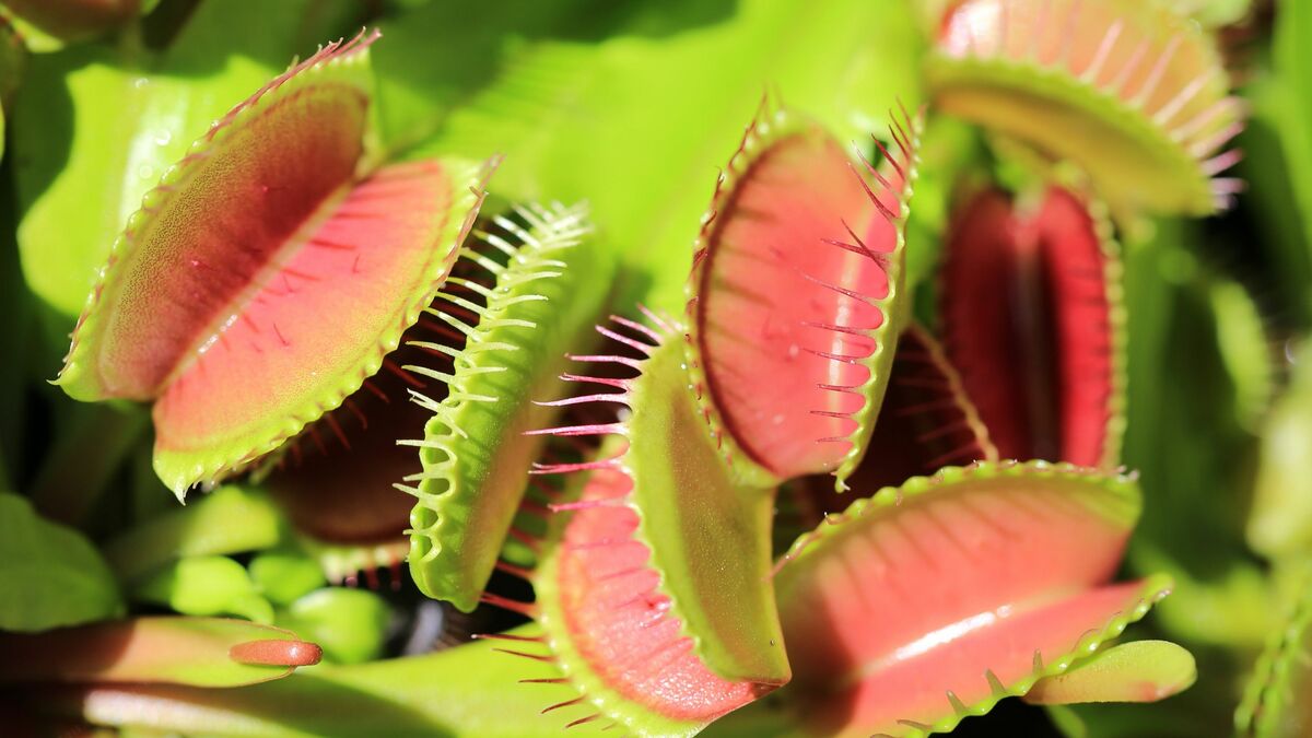 なぜ、神経がない植物に麻酔が効くのか？「世紀の謎」麻酔のメカニズム解明に挑む植物研究 陽川 憲・北見工業大学 工学部 先進工学科 生命科学・食品科学ユニット 准教授 | JBpress (ジェイビープレス)