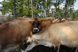 森林ノ牧場　那須／前田せいめい撮影