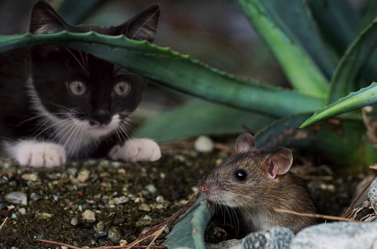 田舎のネズミが教えてくれる 身の丈 を知る処世術 かつて日本ではポジティブな存在だったネズミ Jbpress ジェイビープレス