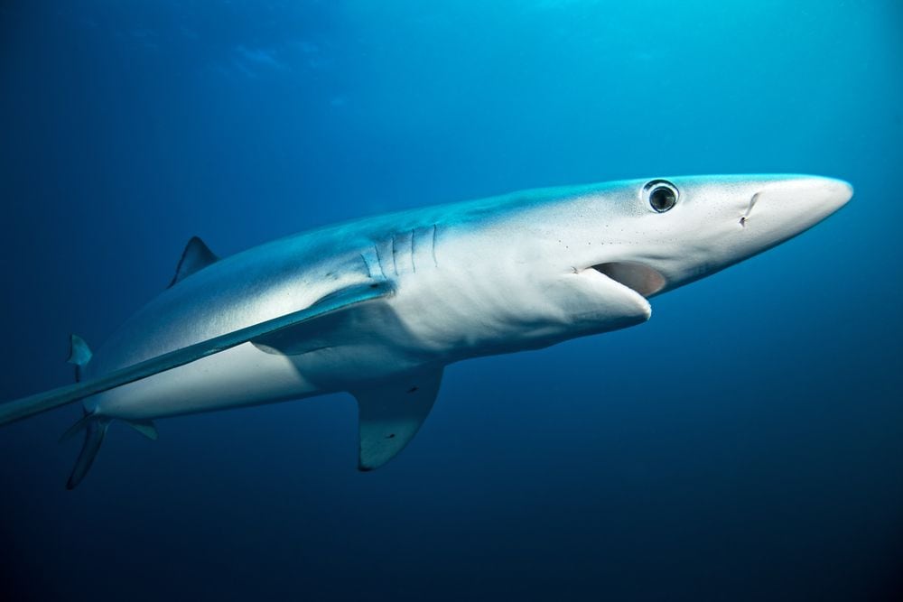 ヌタウナギからサメへ 太古の海が育んだ魚類の進化 生物進化を食べる 第5話 魚類篇 1 5 Jbpress ジェイビープレス