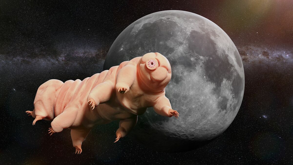 最強生物クマムシの謎！宇宙でも死なない「乾いて眠る」生存戦略…ヒトへの応用は 「Scienc-ome」が照らす未来（10）クマムシを通じて生命 ...
