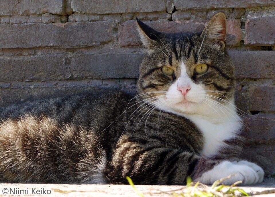 猫がからだを低くして忍び寄る先には鳩のカップル、猛ダッシュで