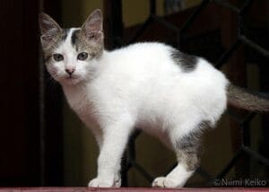 山田新一 水彩画 ノートルダム大聖堂 山田新一 水彩画 ノートルダム大聖堂