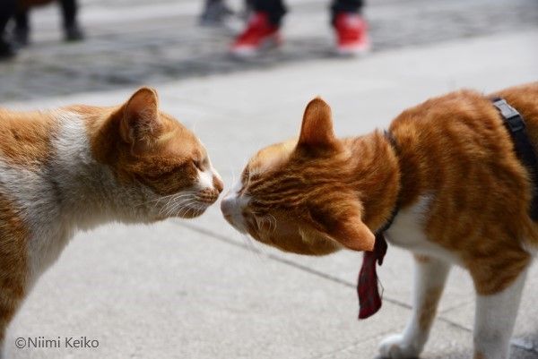 なかよし猫たちの ツーショット 世界グランプリ 友だち 親子 兄弟 寄り添う猫たちの穏やかな表情 1 5 Jbpress ジェイビープレス