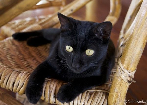 存在感バツグンな黒猫と白猫、あなたはどっちが好き