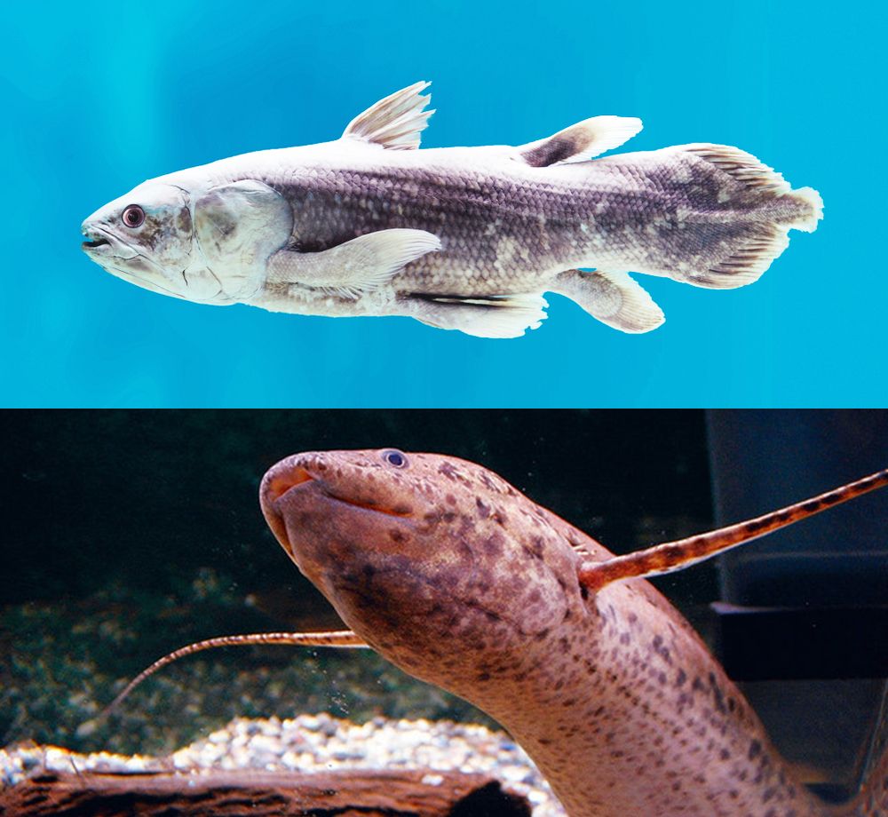 肺魚様確認用 （ヌタウナギからサメへ、太古の海が育んだ魚類の