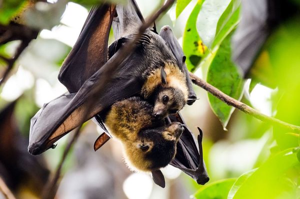 こうもり コロナ Www Rally Co 新型コロナ発生源の中国 野生動物の食用を一時禁止 実効性に疑問も