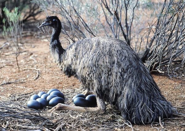 殻が固い鶏の卵は、恐竜から受け継いだものだった 生物進化を食べる ...