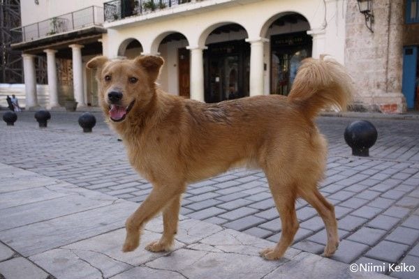 かっこよくて賢い 世界で出会った表情豊かな犬たち 犬好きのみなさん お待たせしました 1 5 Jbpress ジェイビープレス