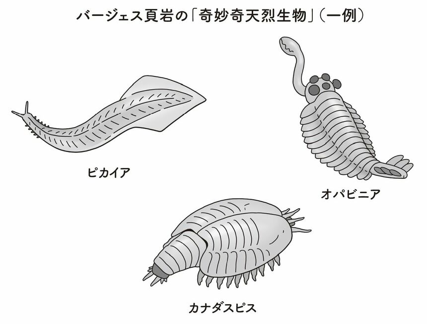 人類の祖先は「奇妙奇天烈生物」 進化の歴史観が一変、カンブリア爆発